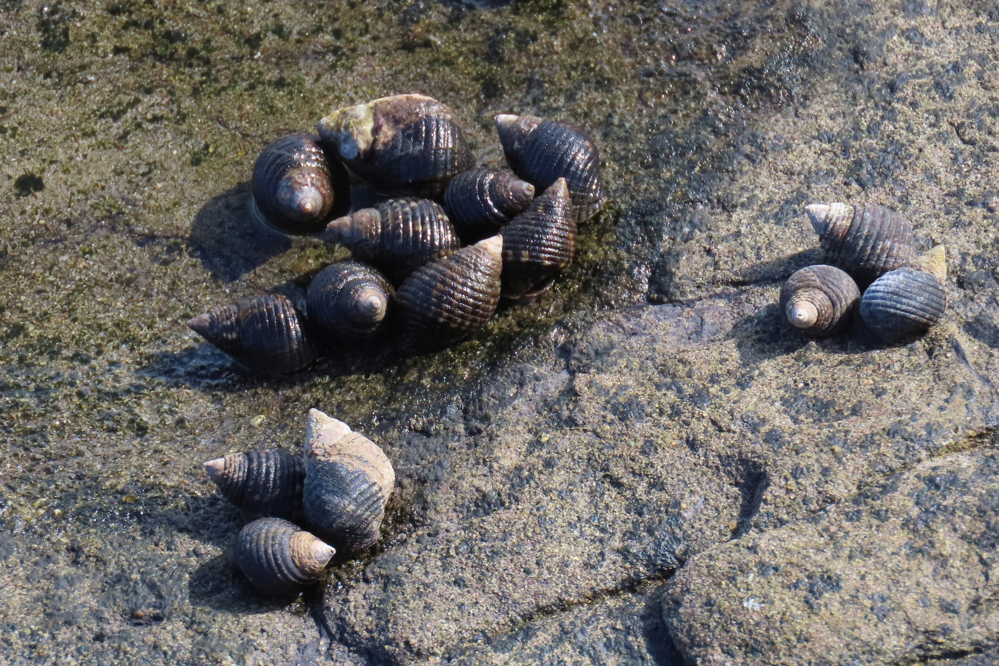 芝麻螺（Planaxis sulcatus）
