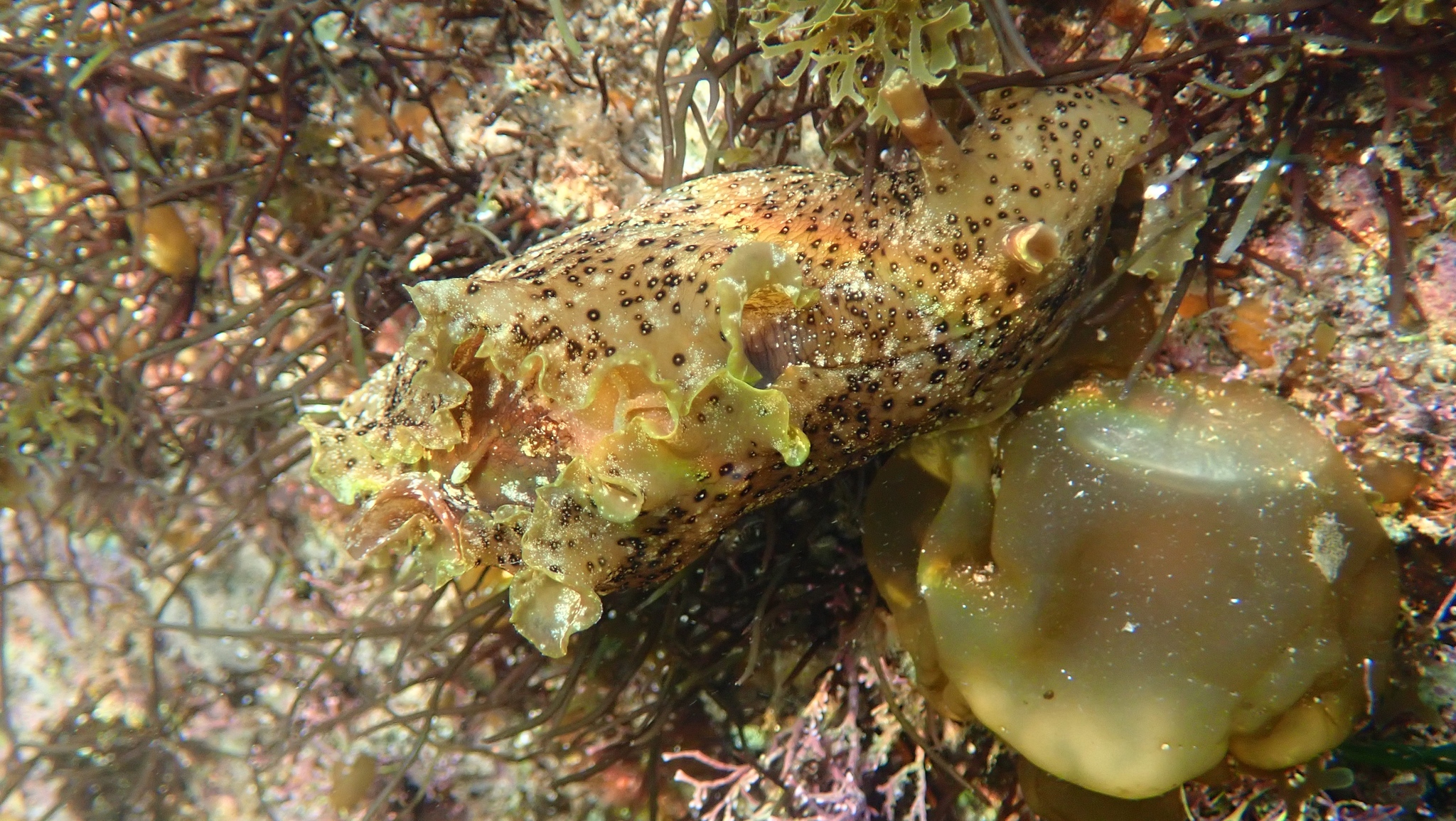 眼斑海兔