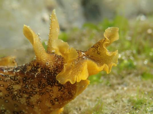 眼斑海兔（Aplysia oculifera）