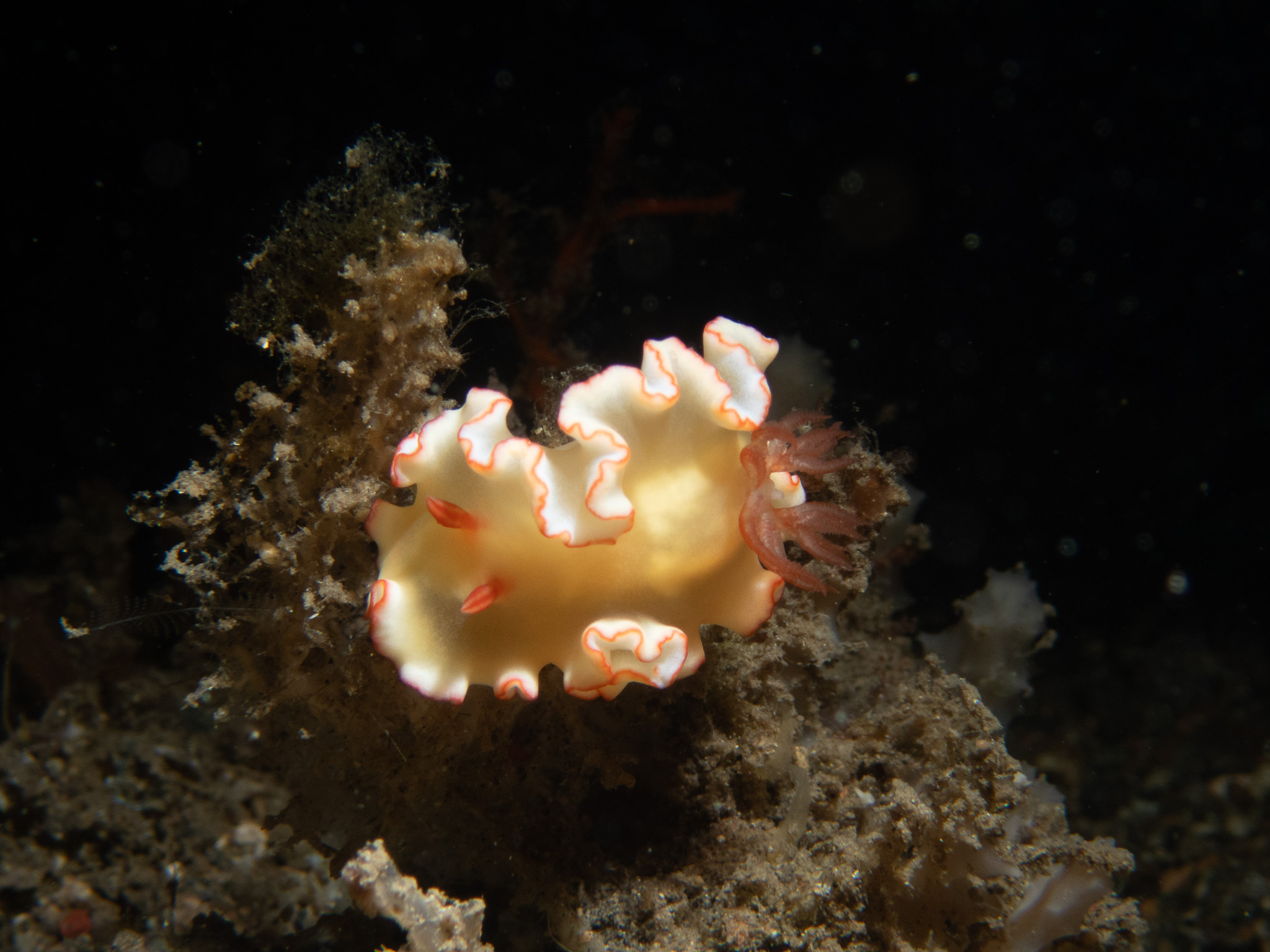 对称鹭海牛[暂]（Ardeadoris symmetrica）