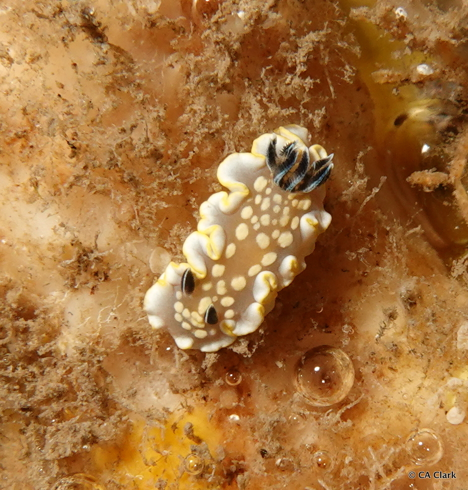 汤氏鹭海牛[暂]（Ardeadoris tomsmithi）