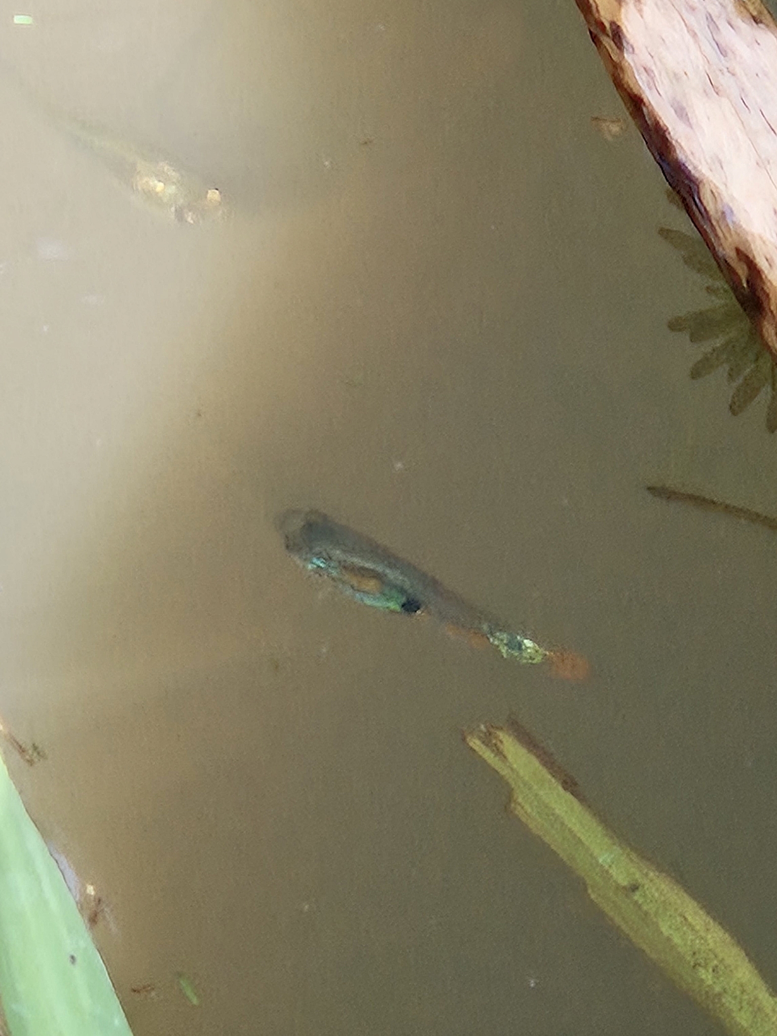 孔雀鱼（Poecilia reticulata）