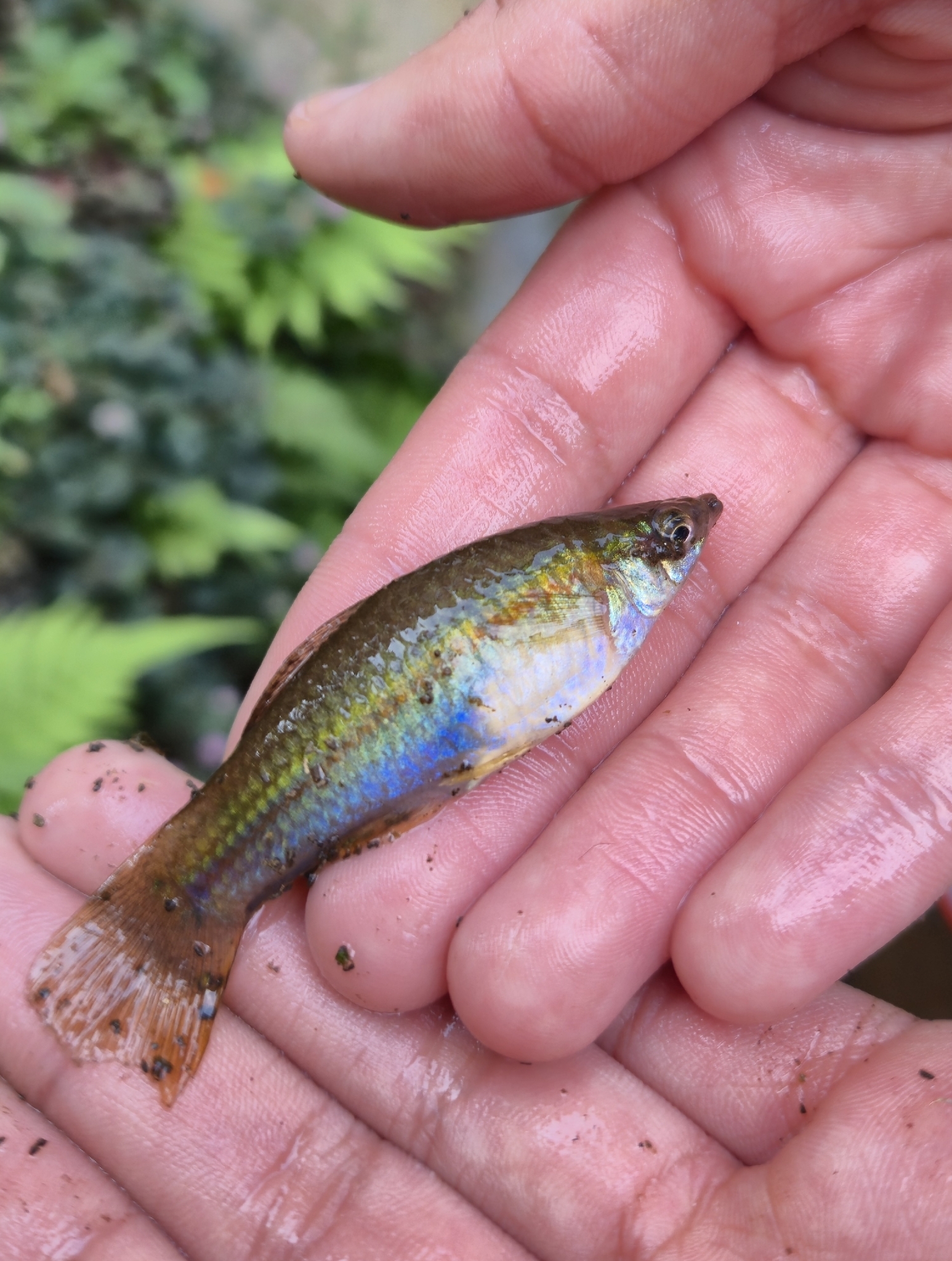 剑尾鱼（Xiphophorus hellerii）