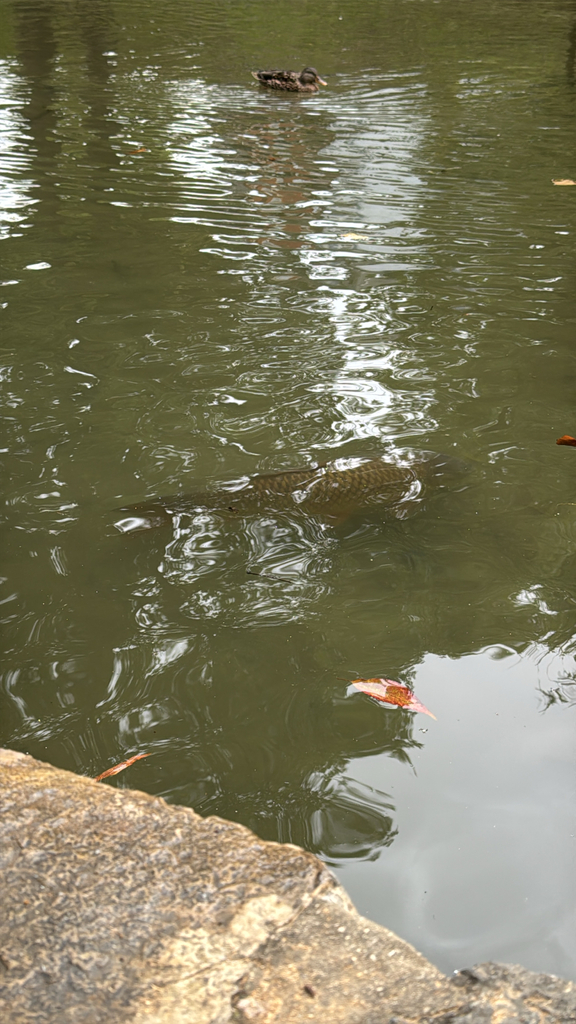 锦鲤（Cyprinus carpio）