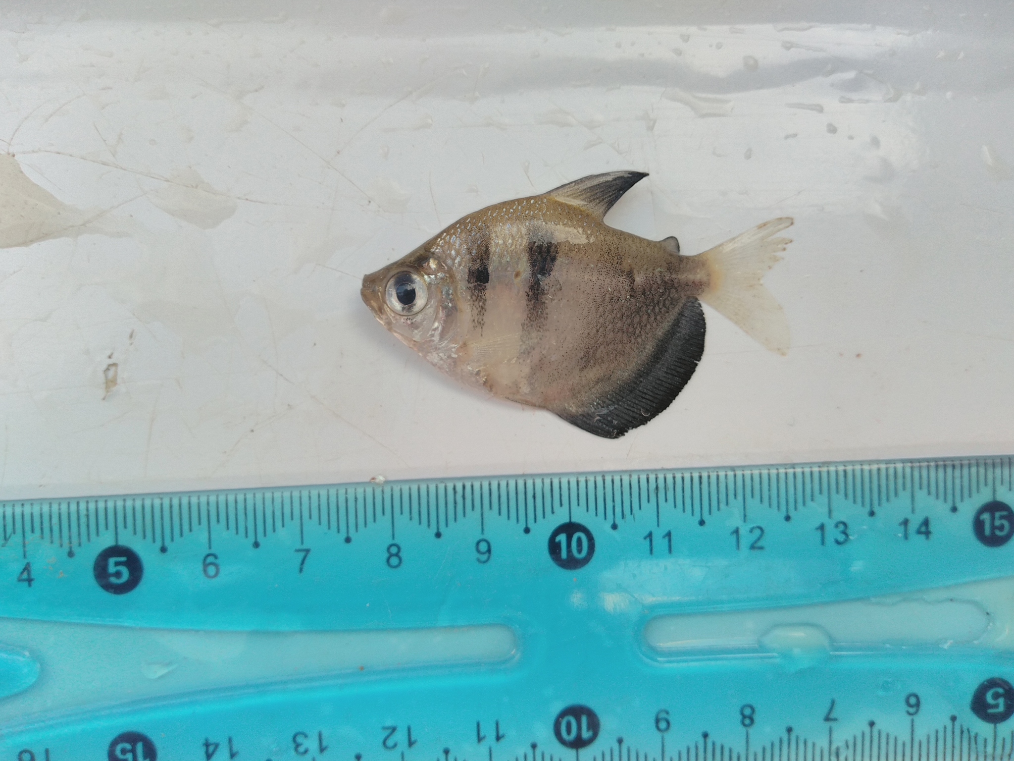 黑裙鱼（Gymnocorymbus ternetzi）