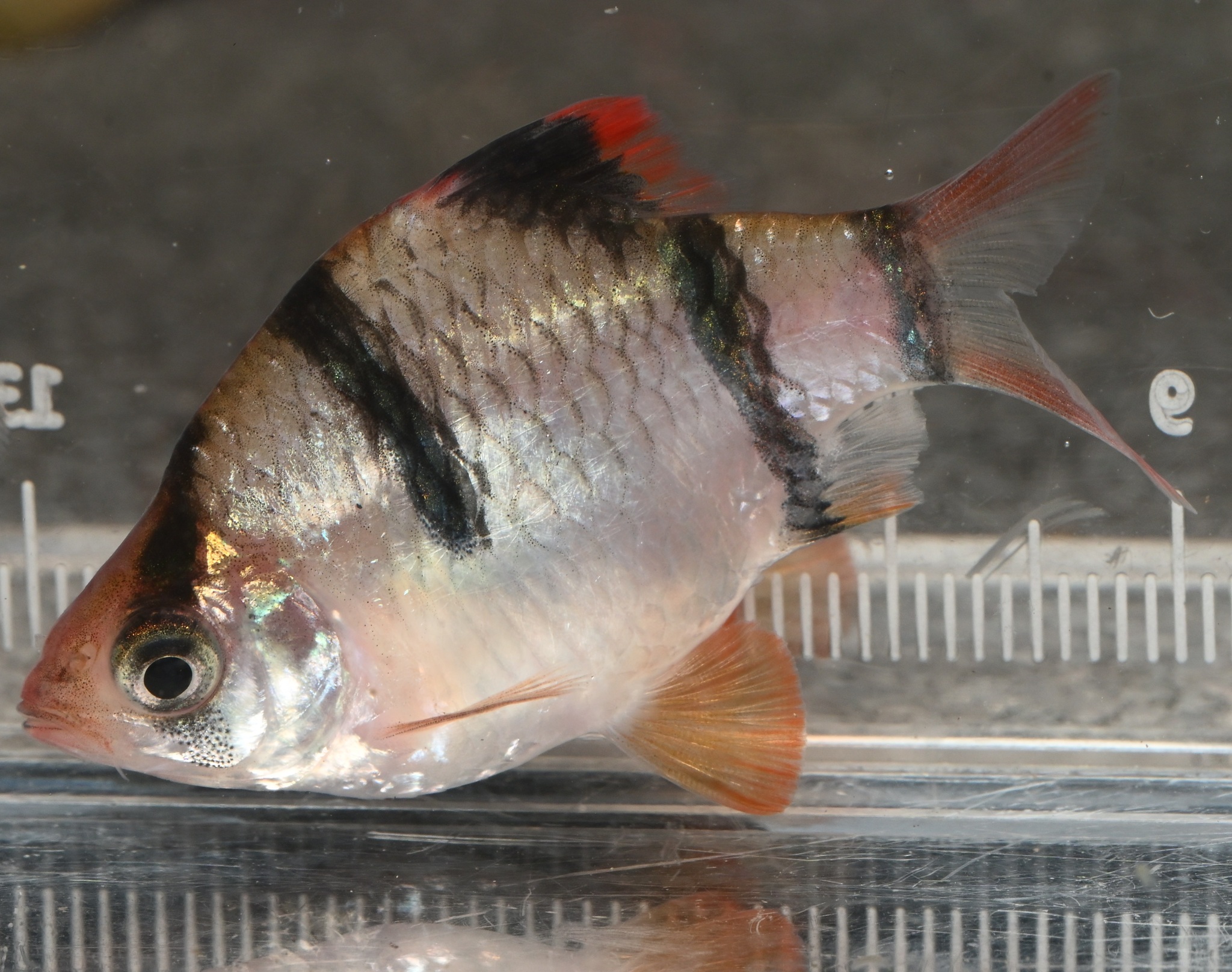 虎皮鱼（Puntigrus tetrazona）