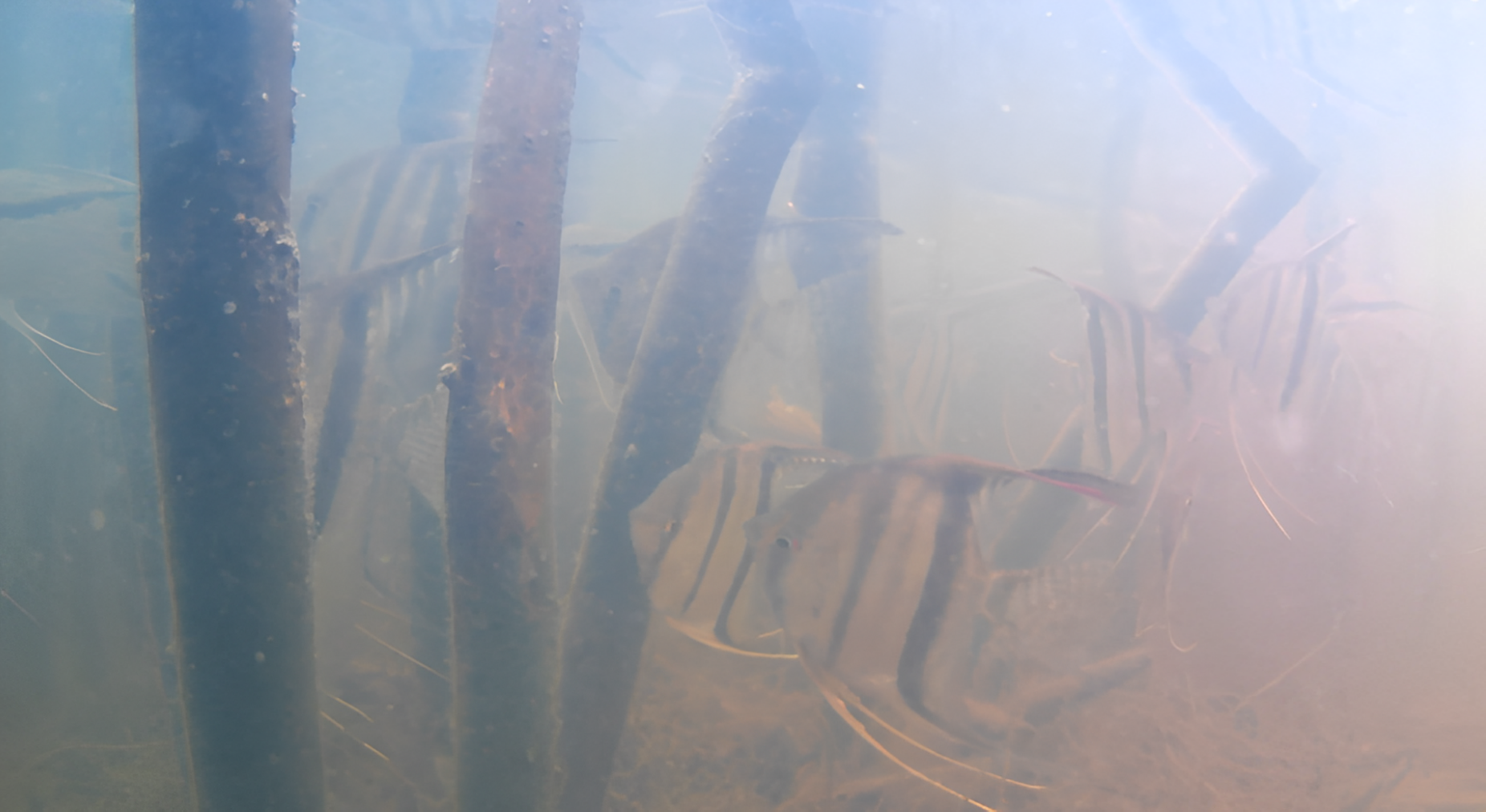 神仙鱼（Pterophyllum scalare）