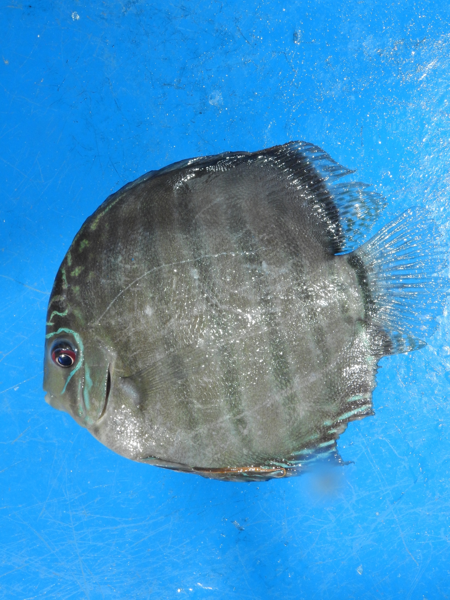 七彩神仙鱼（Symphysodon aequifasciatus）