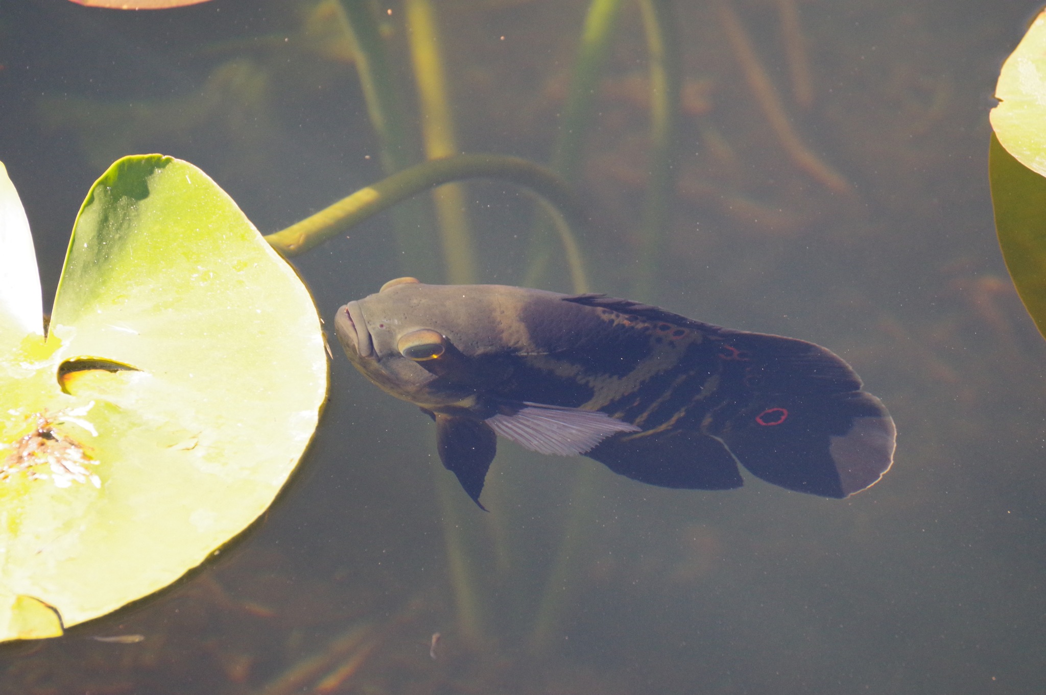 地图鱼（Astronotus ocellatus）