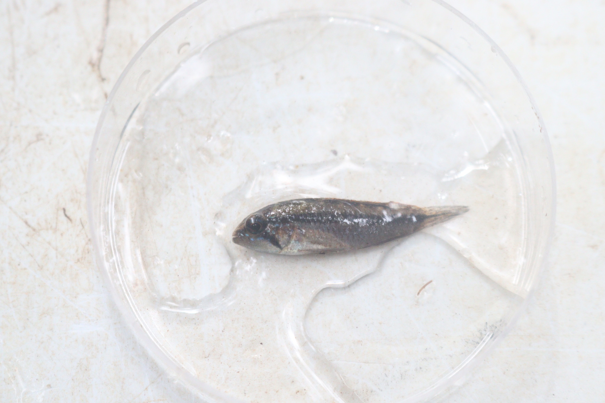 阿卡西短鲷（Apistogramma agassizii）