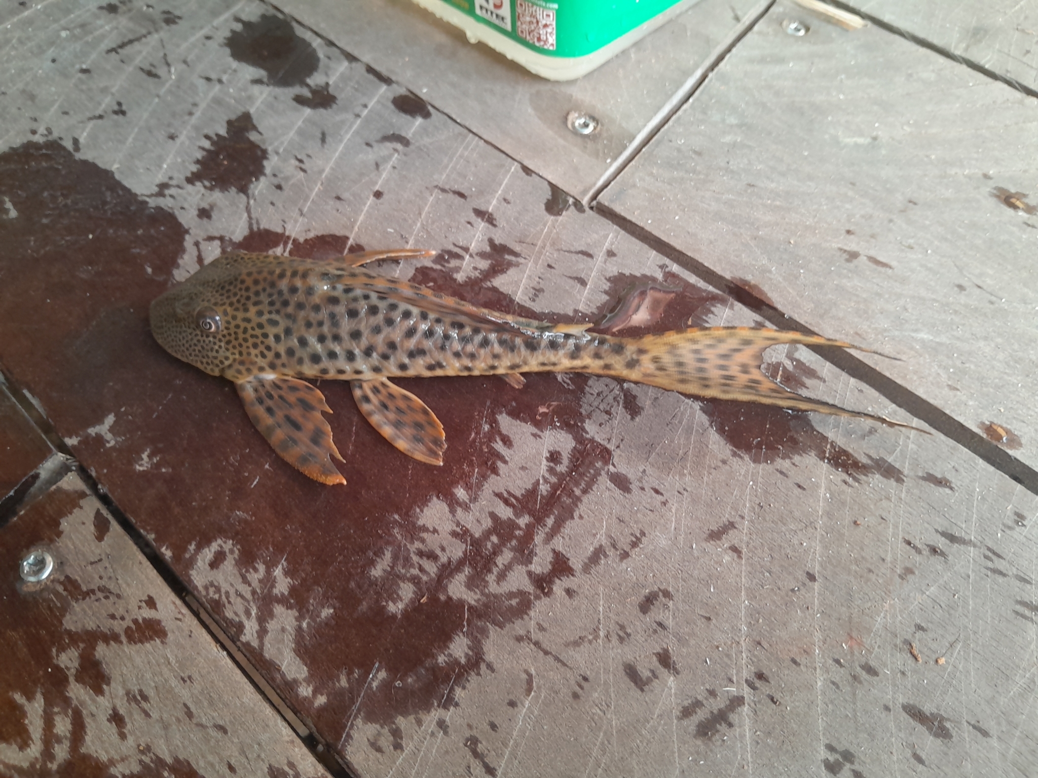 清道夫（Hypostomus plecostomus）