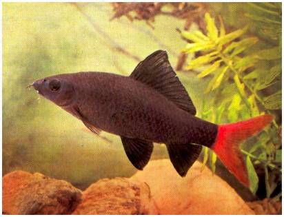 红尾黑鲨（Epalzeorhynchos bicolor）