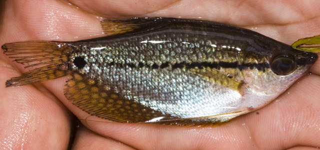珍珠马甲（Trichopodus leerii）