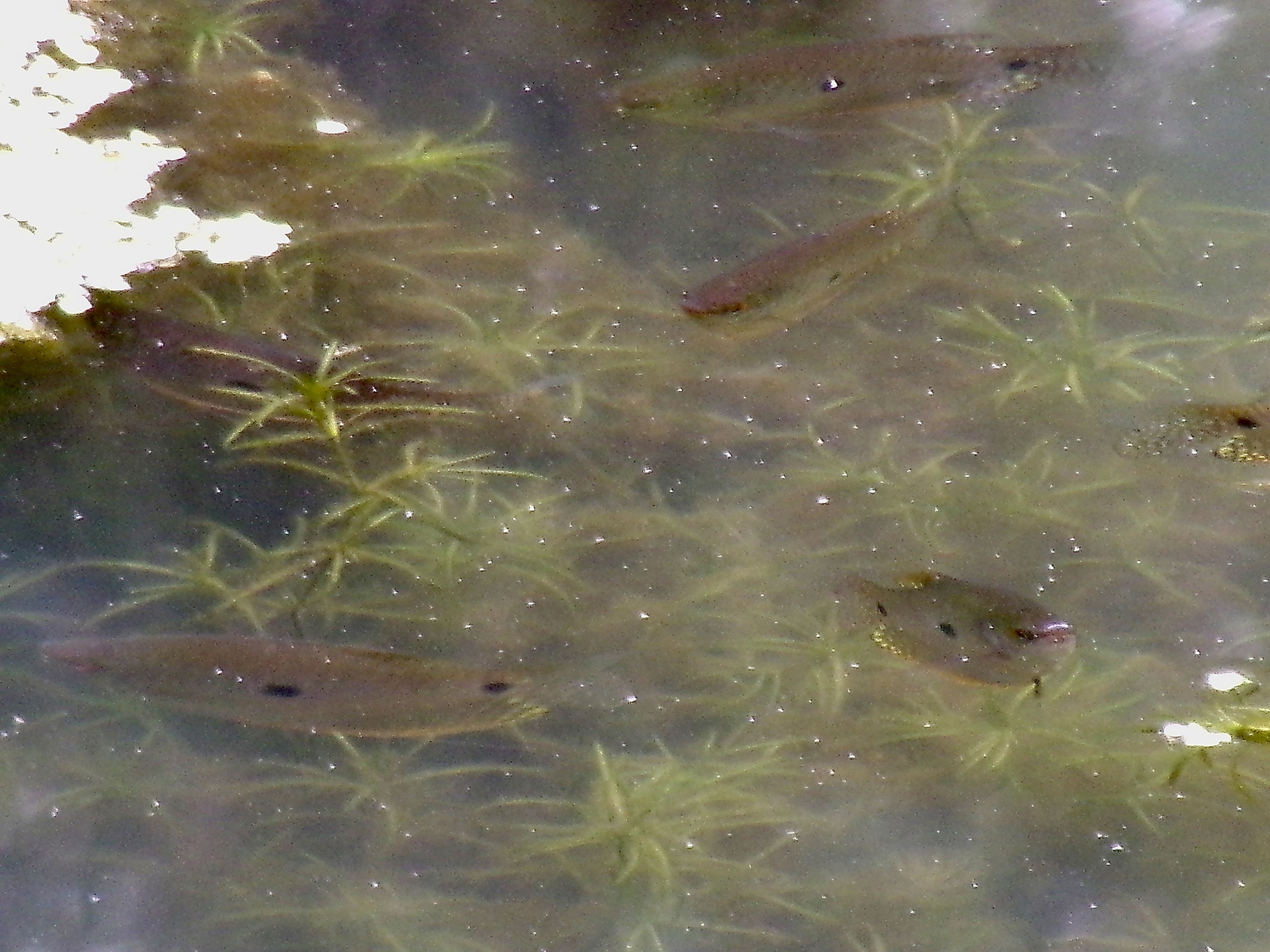 蓝曼龙（Trichopodus trichopterus）