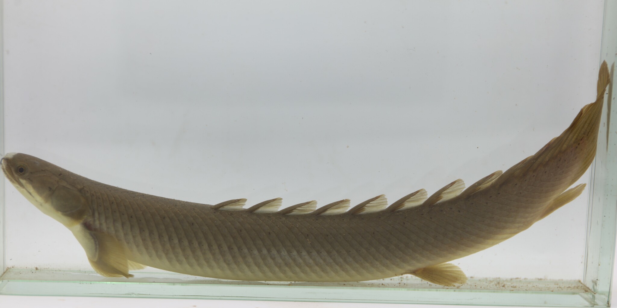 恐龙鱼（Polypterus senegalus）