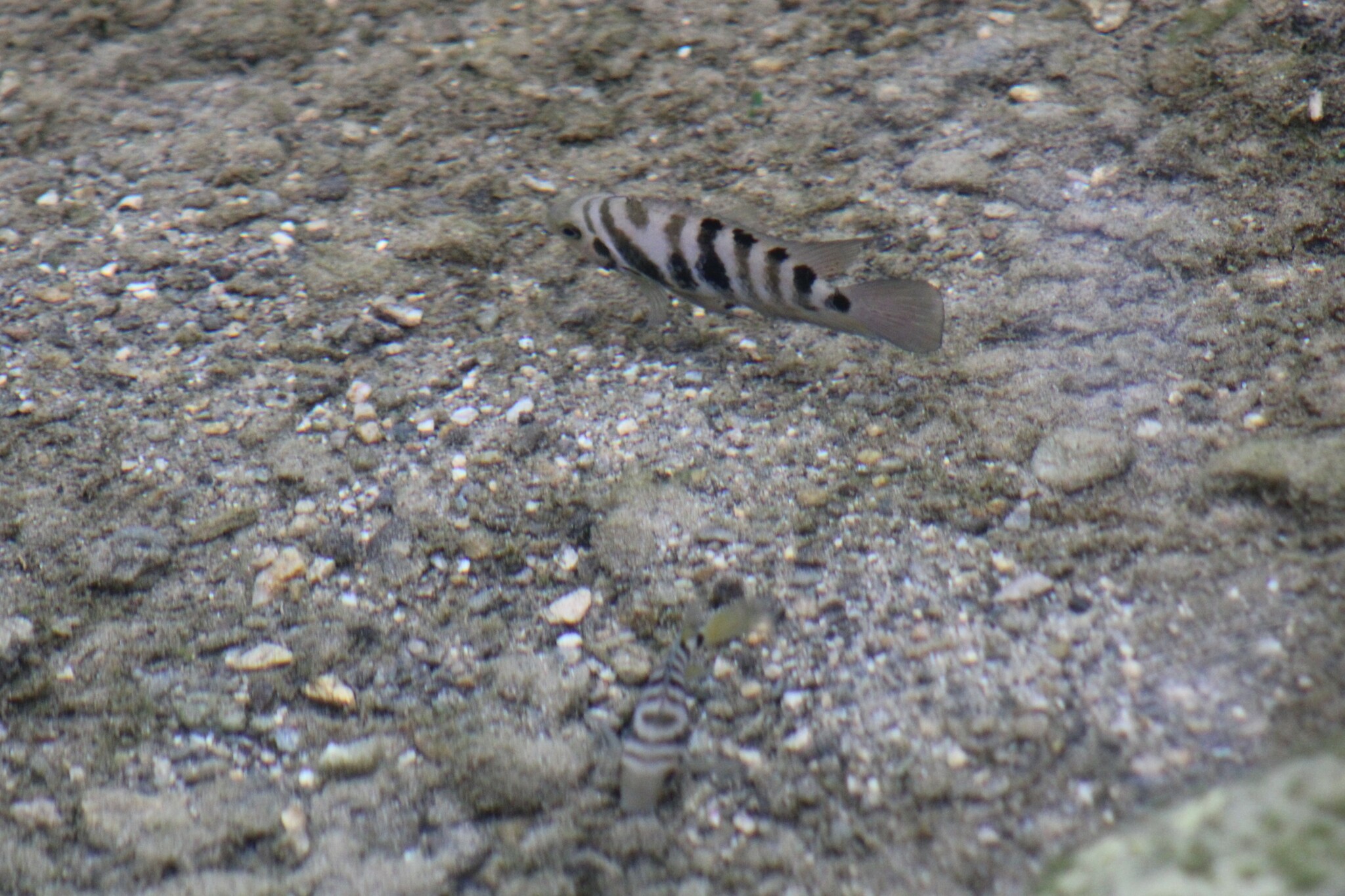 斑马雀（Amatitlania nigrofasciata）