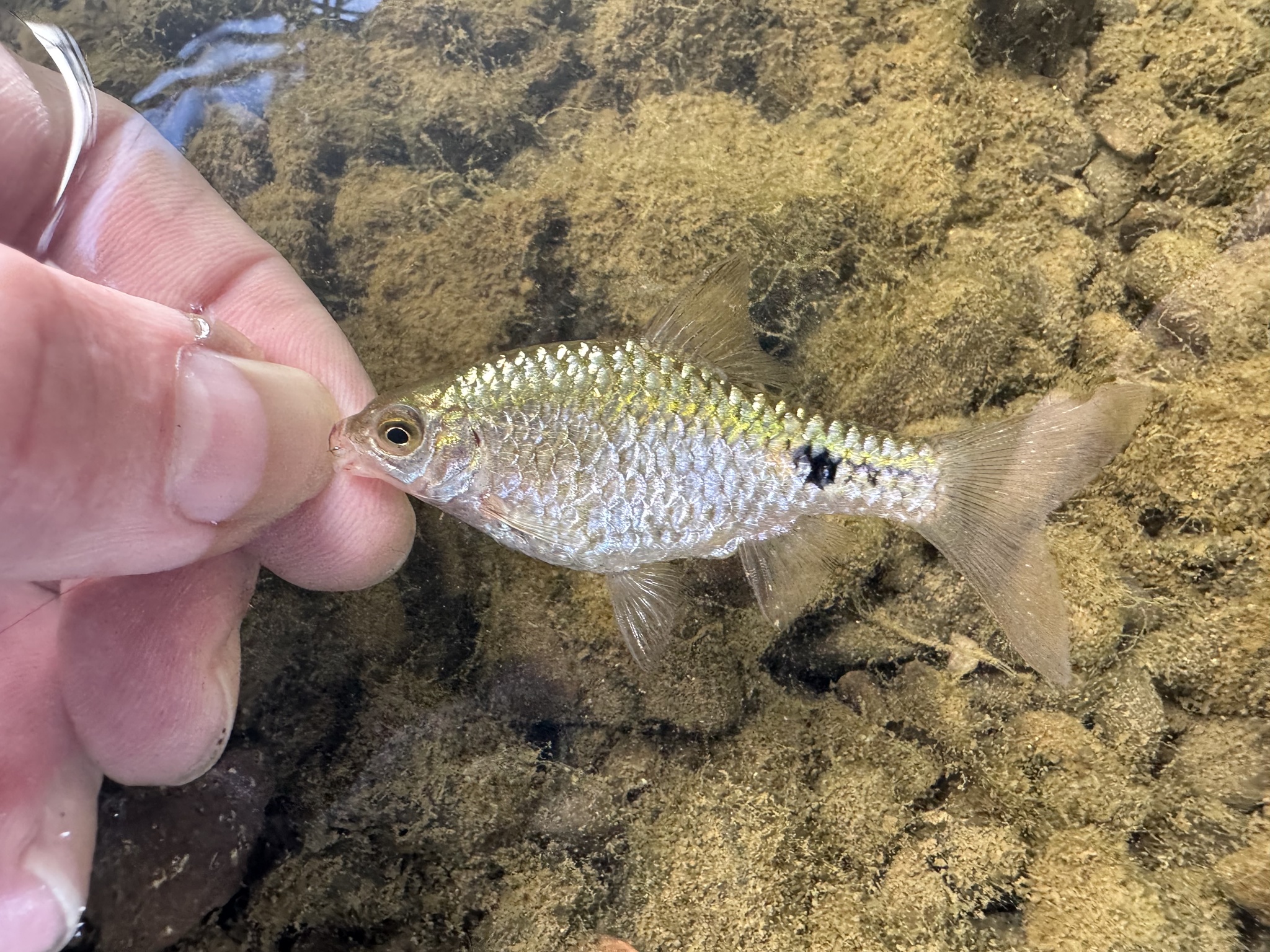 红宝石鱼（Pethia conchonius）