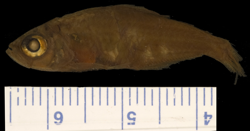 红莲花灯（Hyphessobrycon bentosi）