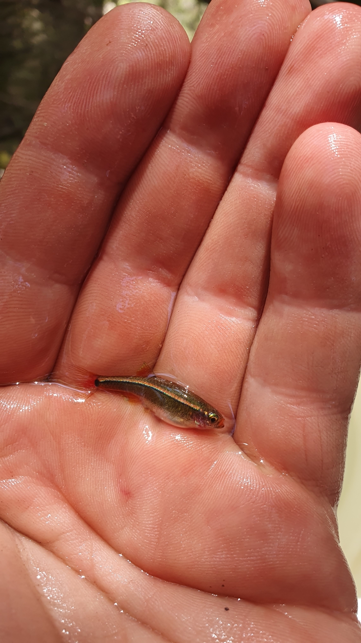 白云金丝鱼（Tanichthys albonubes）