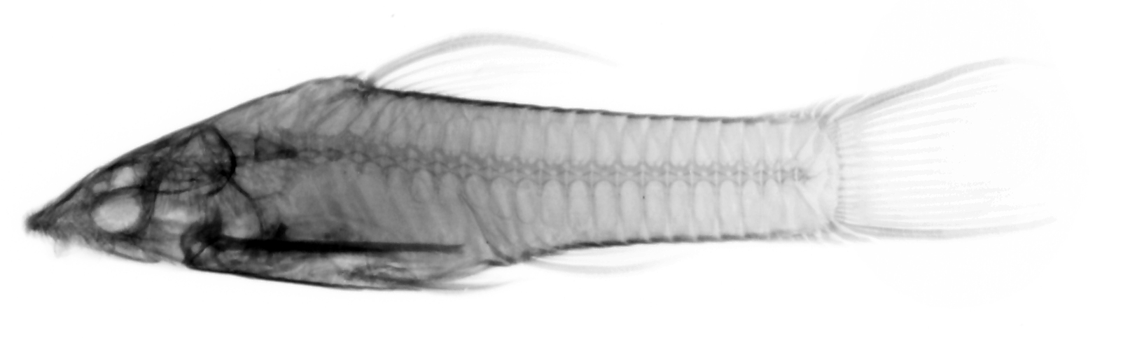小精灵鼠鱼（Otocinclus macrospilus）
