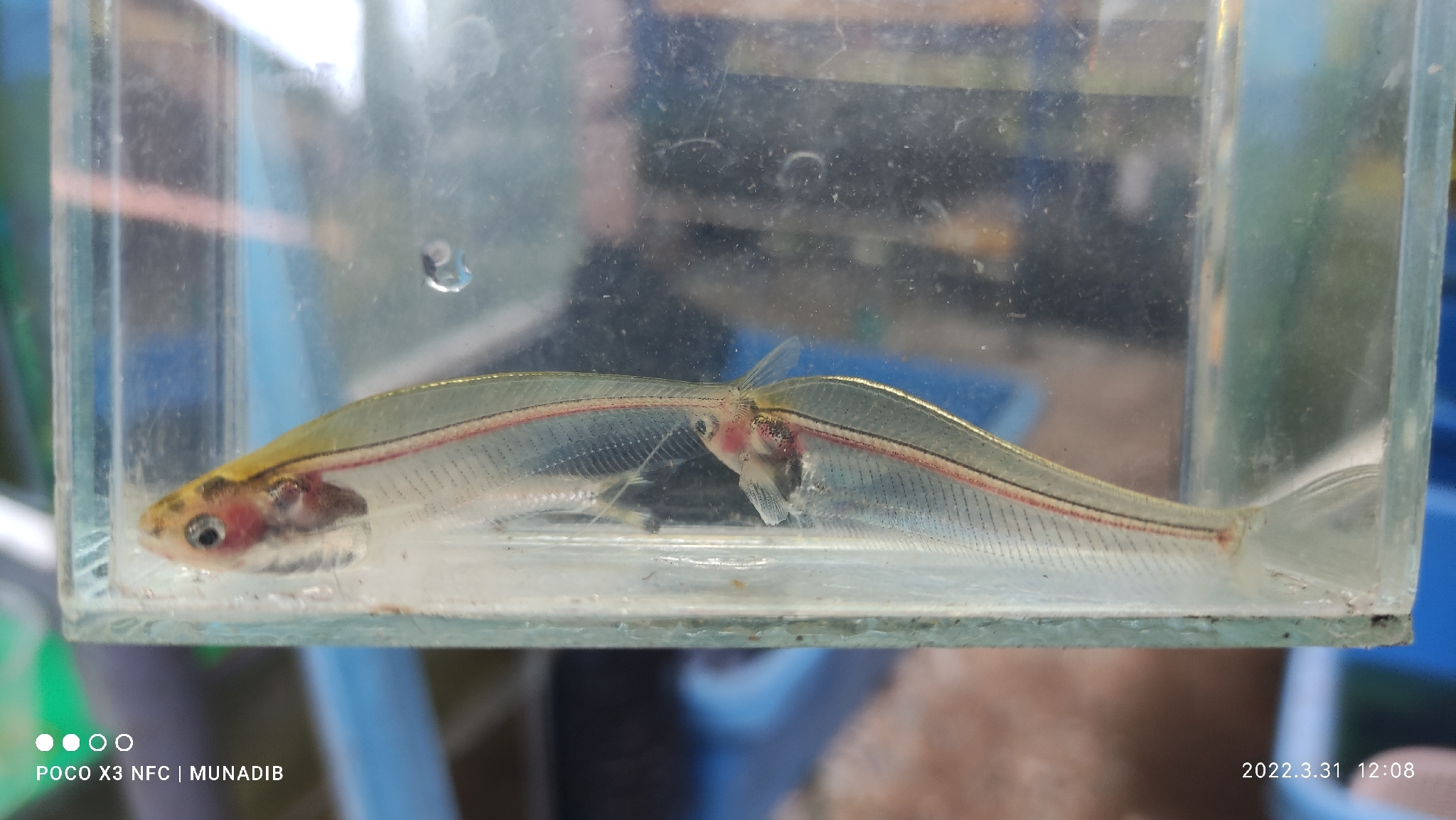 玻璃猫（Kryptopterus vitreolus）