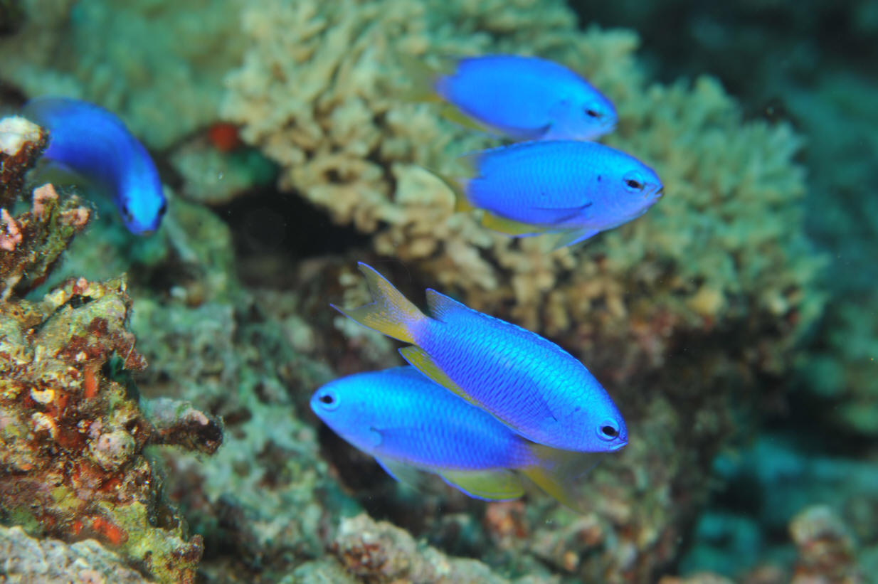 霓虹雀鲷（Pomacentrus coelestis）