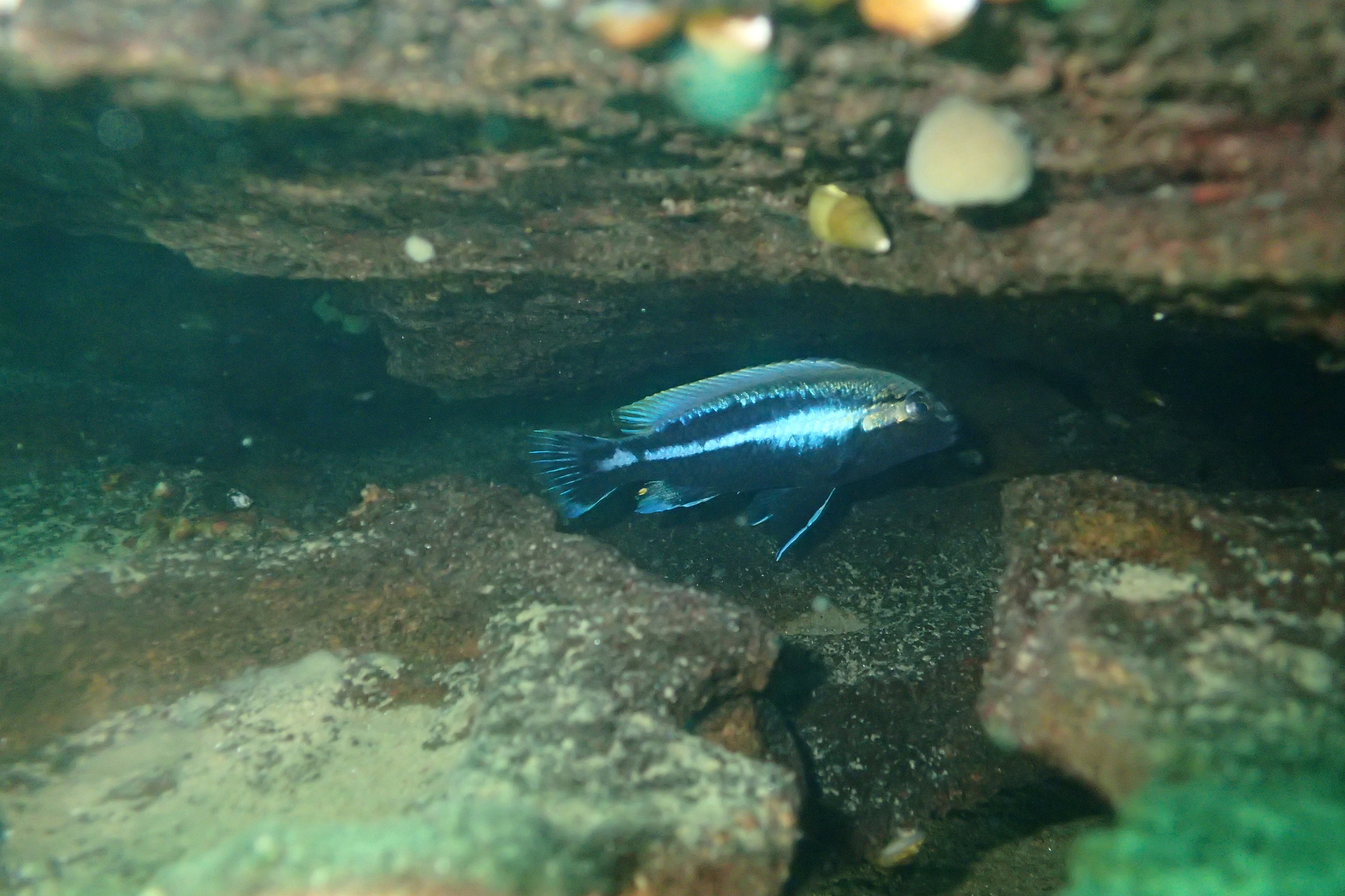 非洲凤凰（Melanochromis auratus）