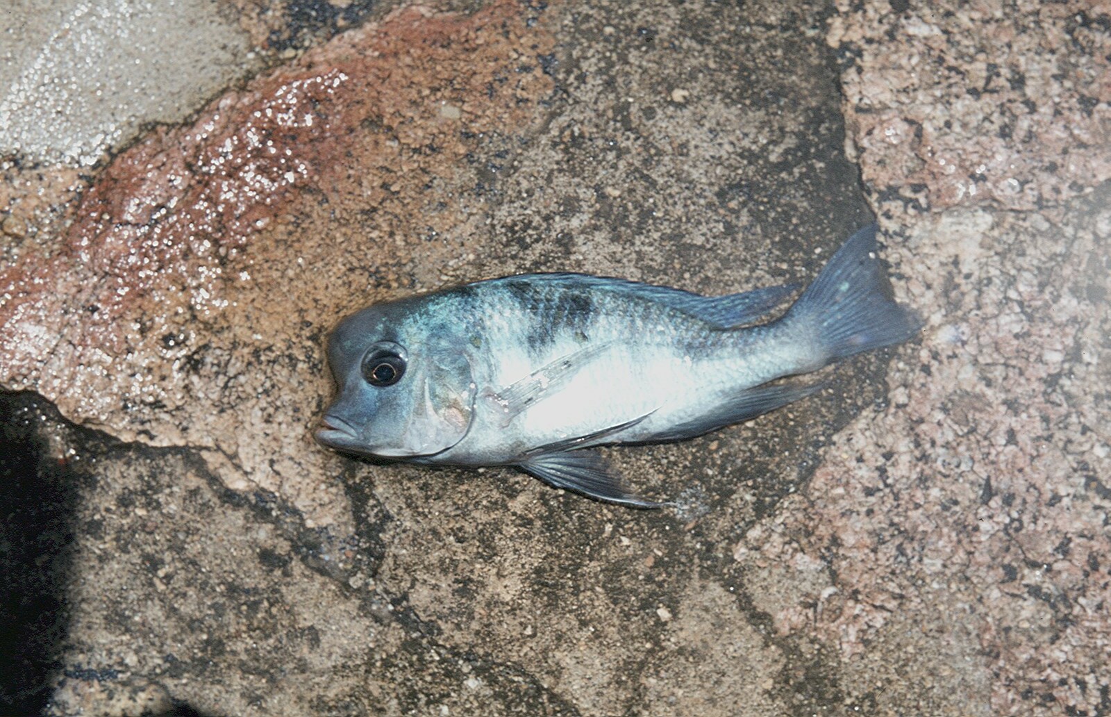 蓝茉莉（Cyrtocara moorii）