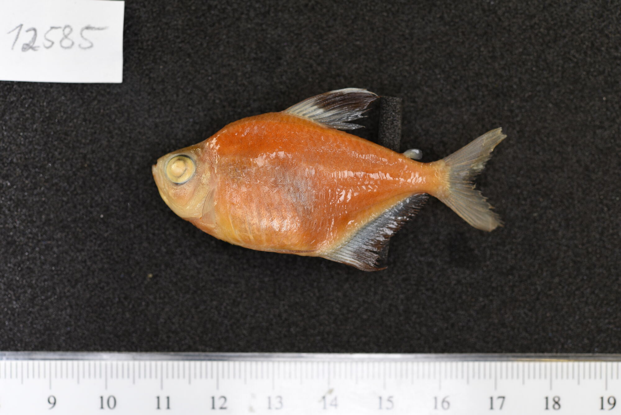 血心灯（Hyphessobrycon erythrostigma）