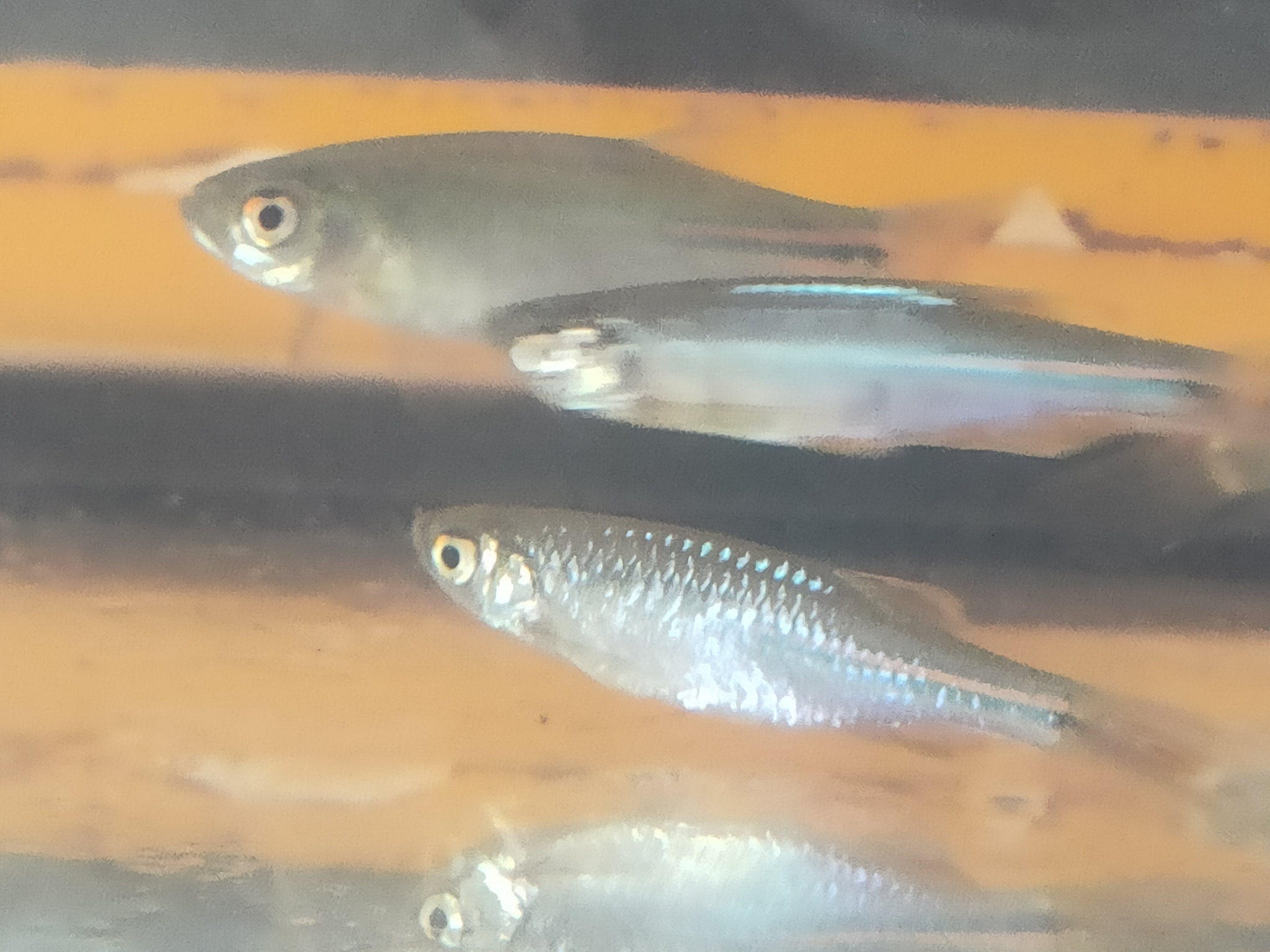 珍珠斑马（Danio albolineatus）