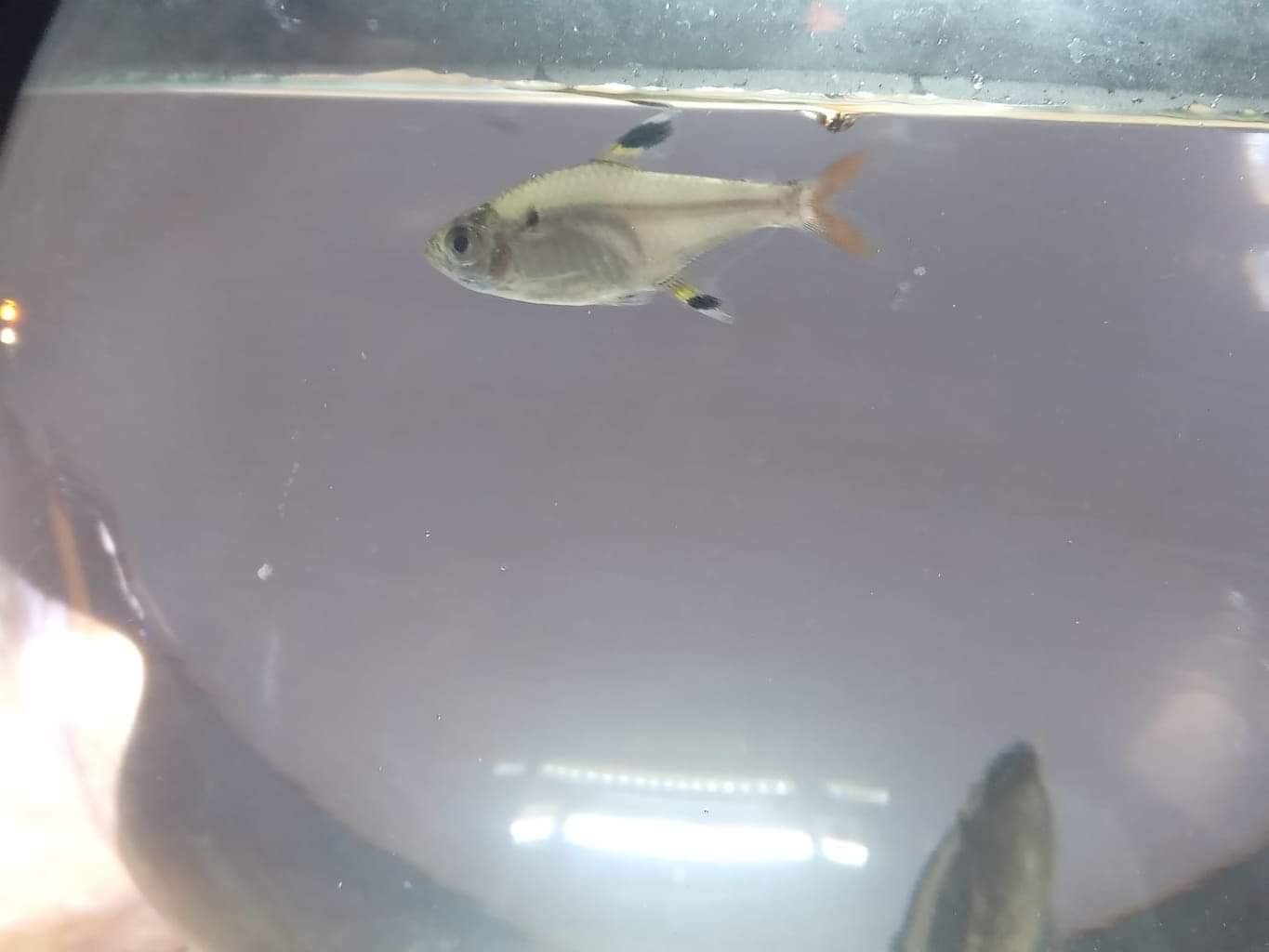 X光灯（Pristella maxillaris）