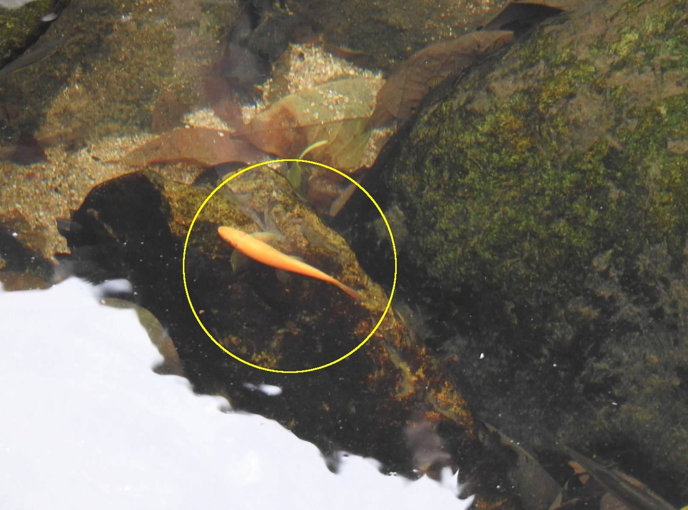 中国食藻鱼（Gyrinocheilus aymonieri）