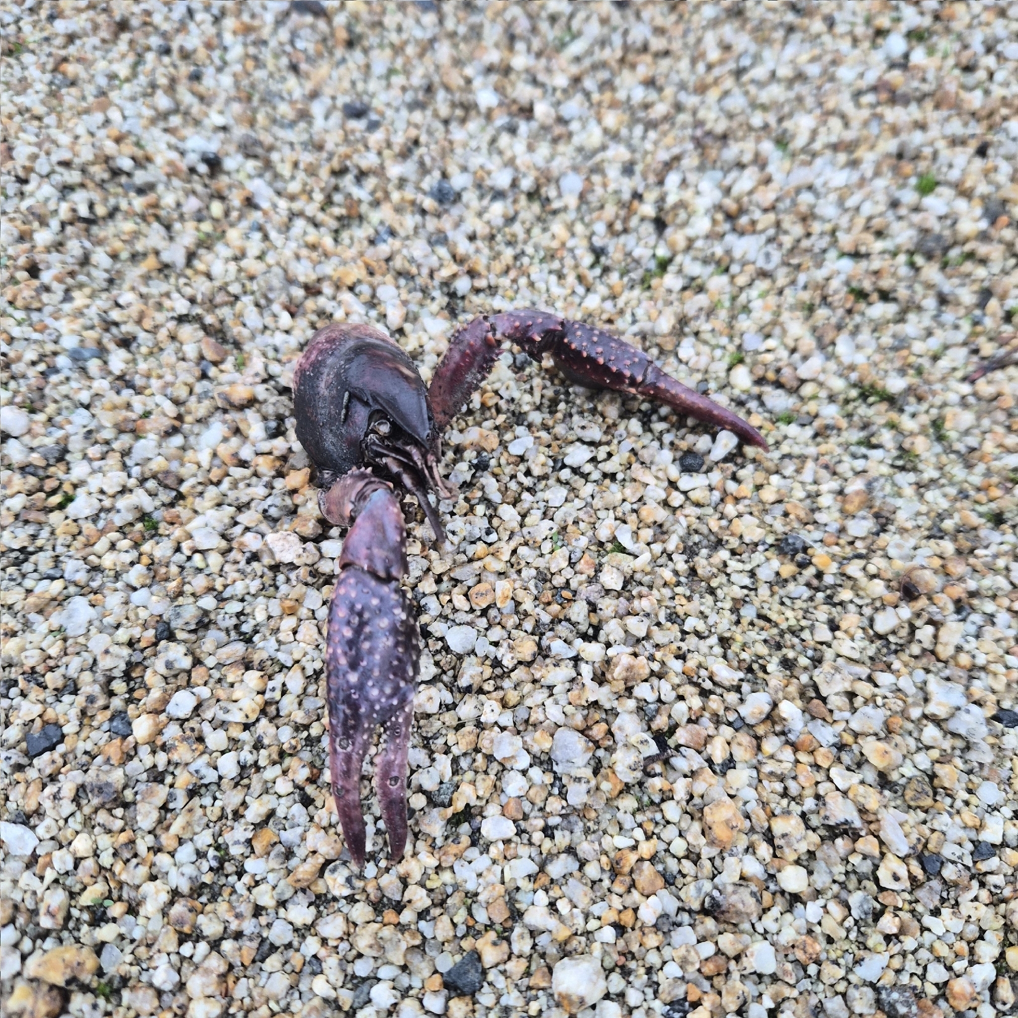 克氏原螯虾（Procambarus clarkii）