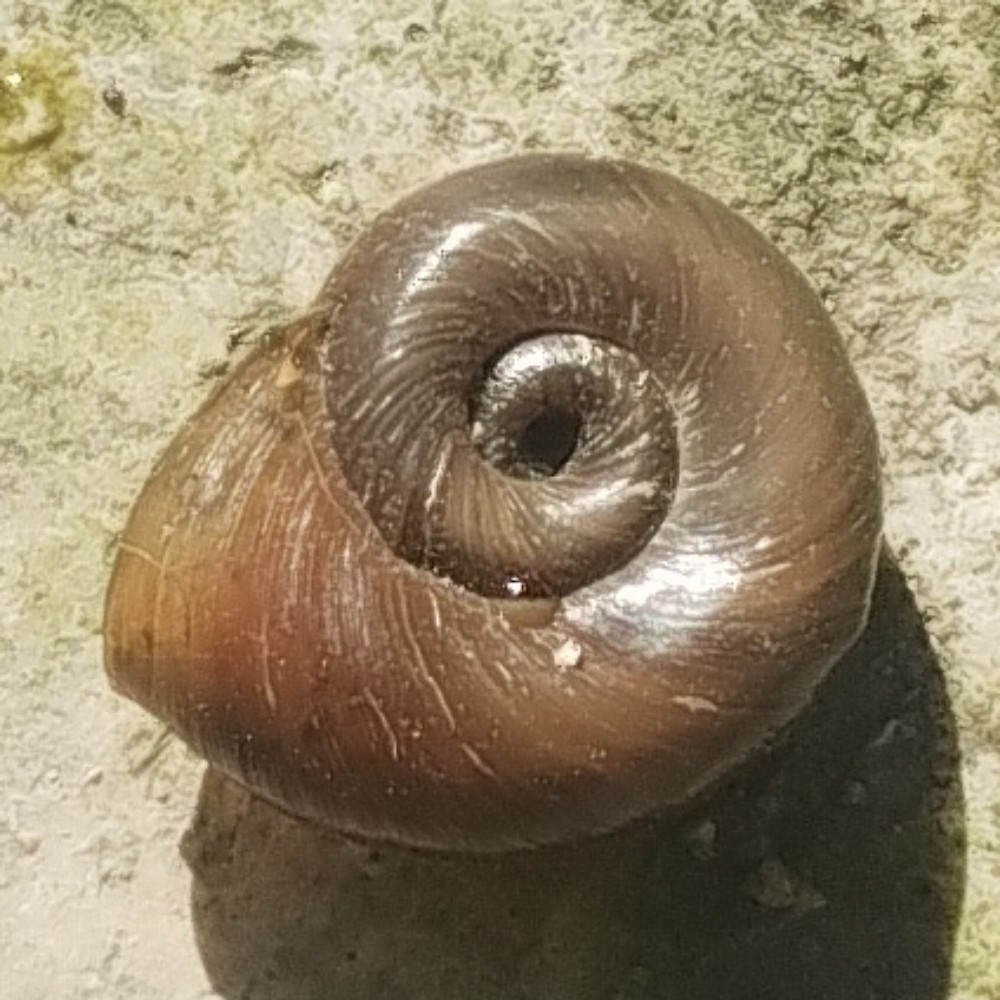 苹果螺