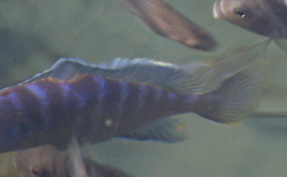 孔雀慈鲷（Aulonocara stuartgranti）