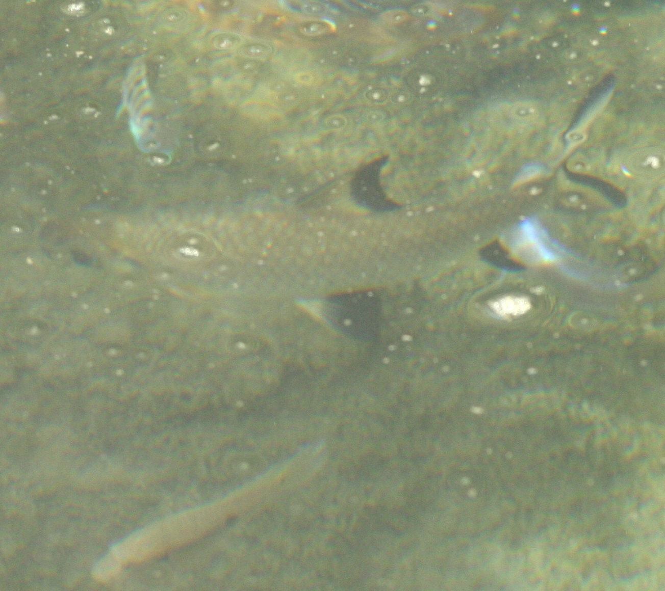银鲨（Balantiocheilos melanopterus）