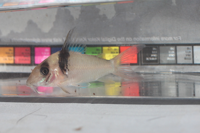 熊猫鼠（Corydoras panda）