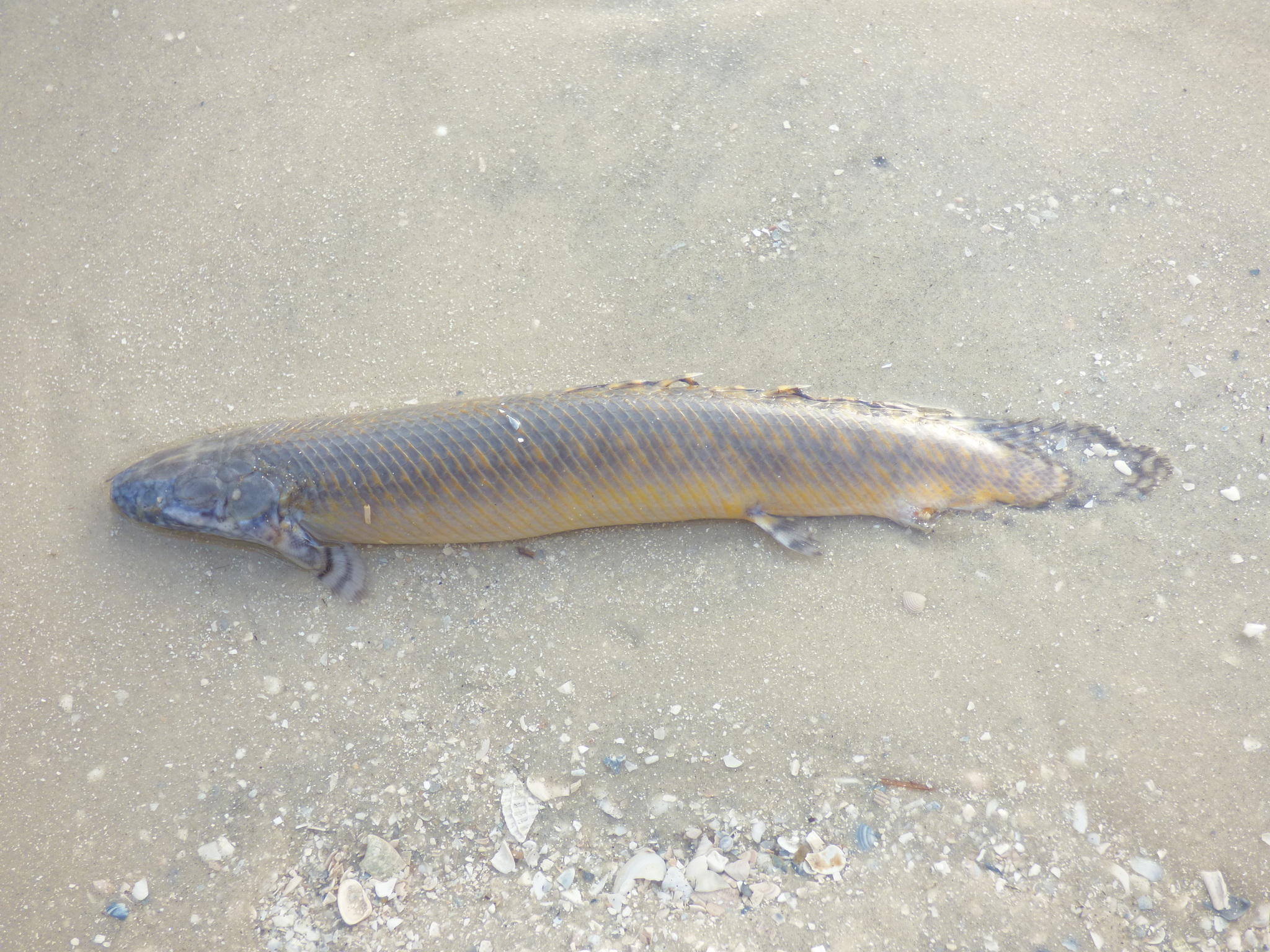 花恐龙鱼（Polypterus ornatipinnis）