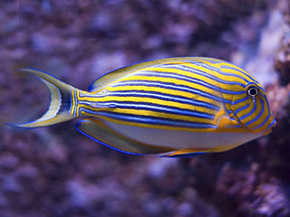 纵带刺尾鱼
