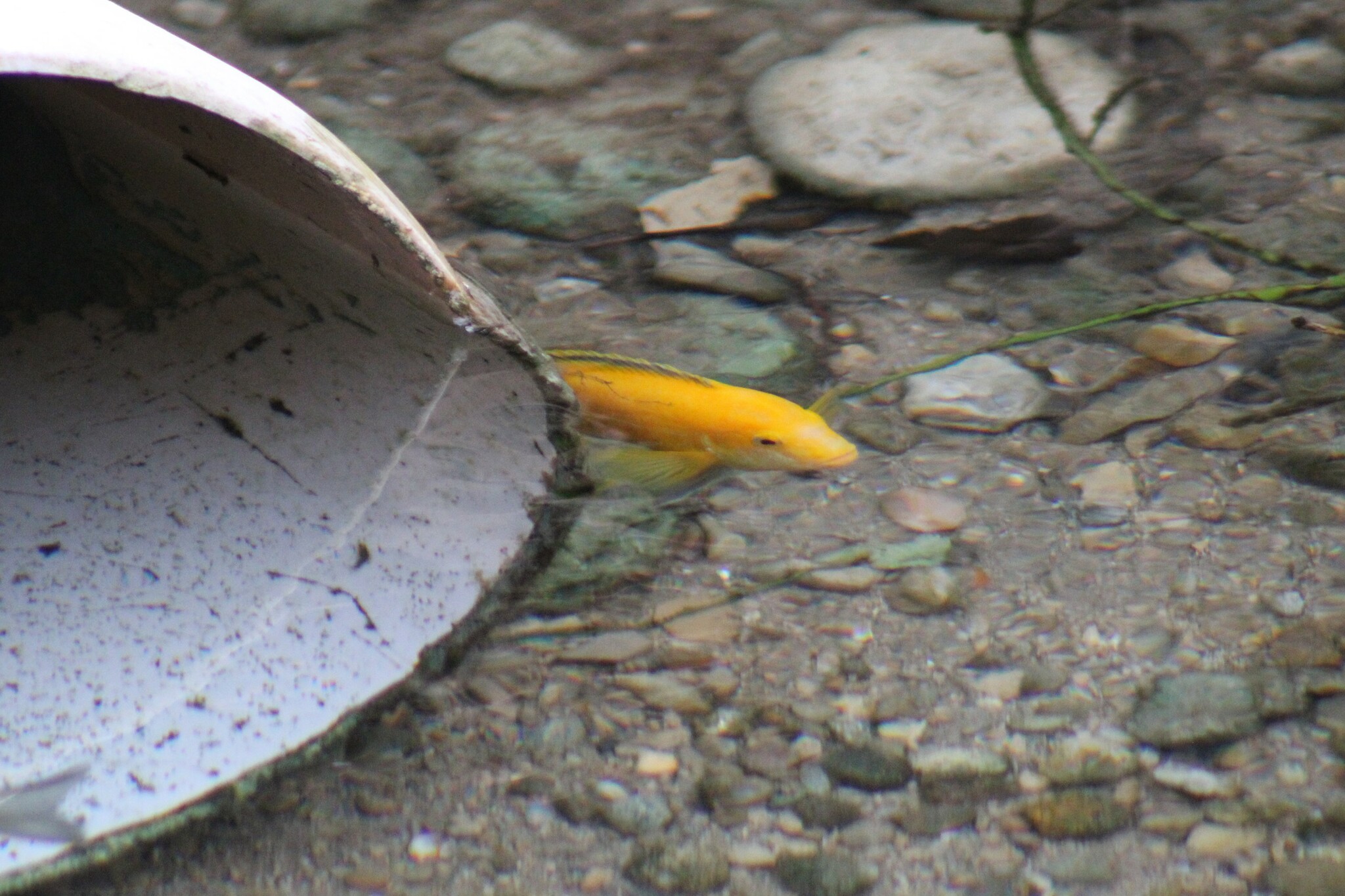 非洲王子（Labidochromis caeruleus）