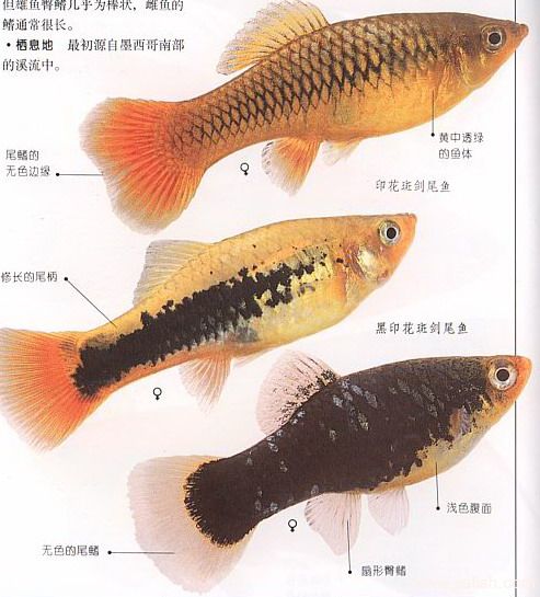 花斑剑尾