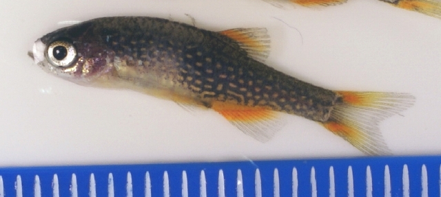 小斑马斑鳉（Danio margaritatus）