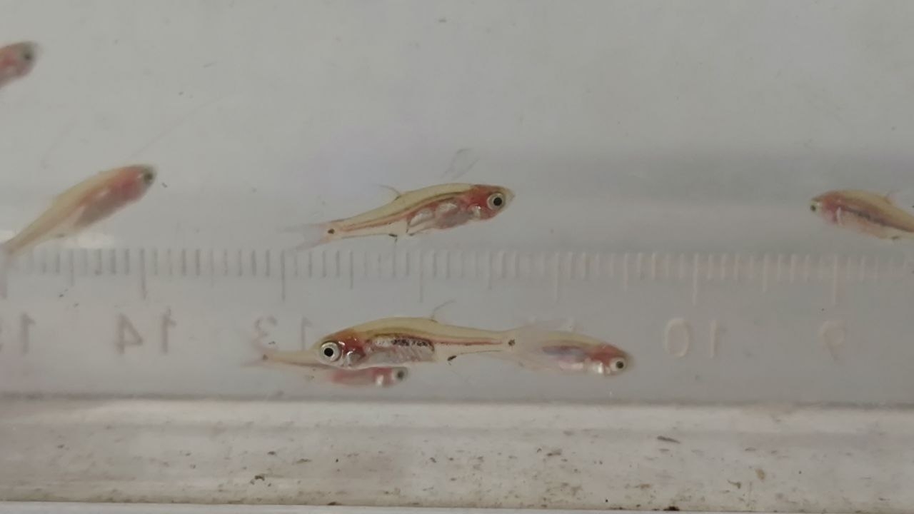 蚊子灯