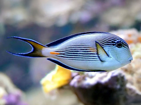 红海刺尾鱼