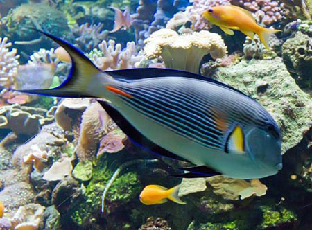 红海刺尾鱼（Acanthurus sohal）
