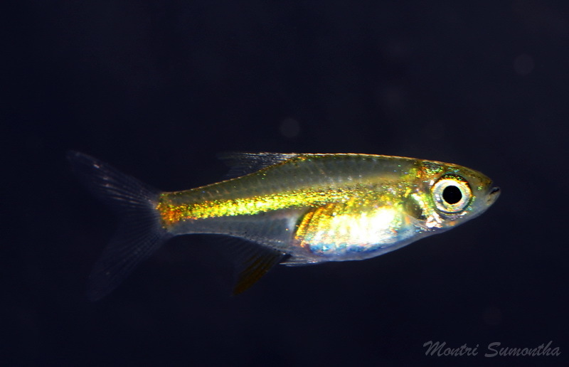 绿晶灯（Microdevario kubotai）