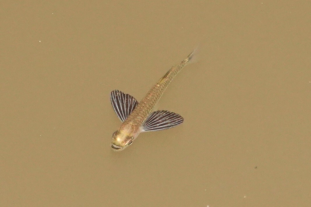 银斧头鱼（Gasteropelecus sternicla）
