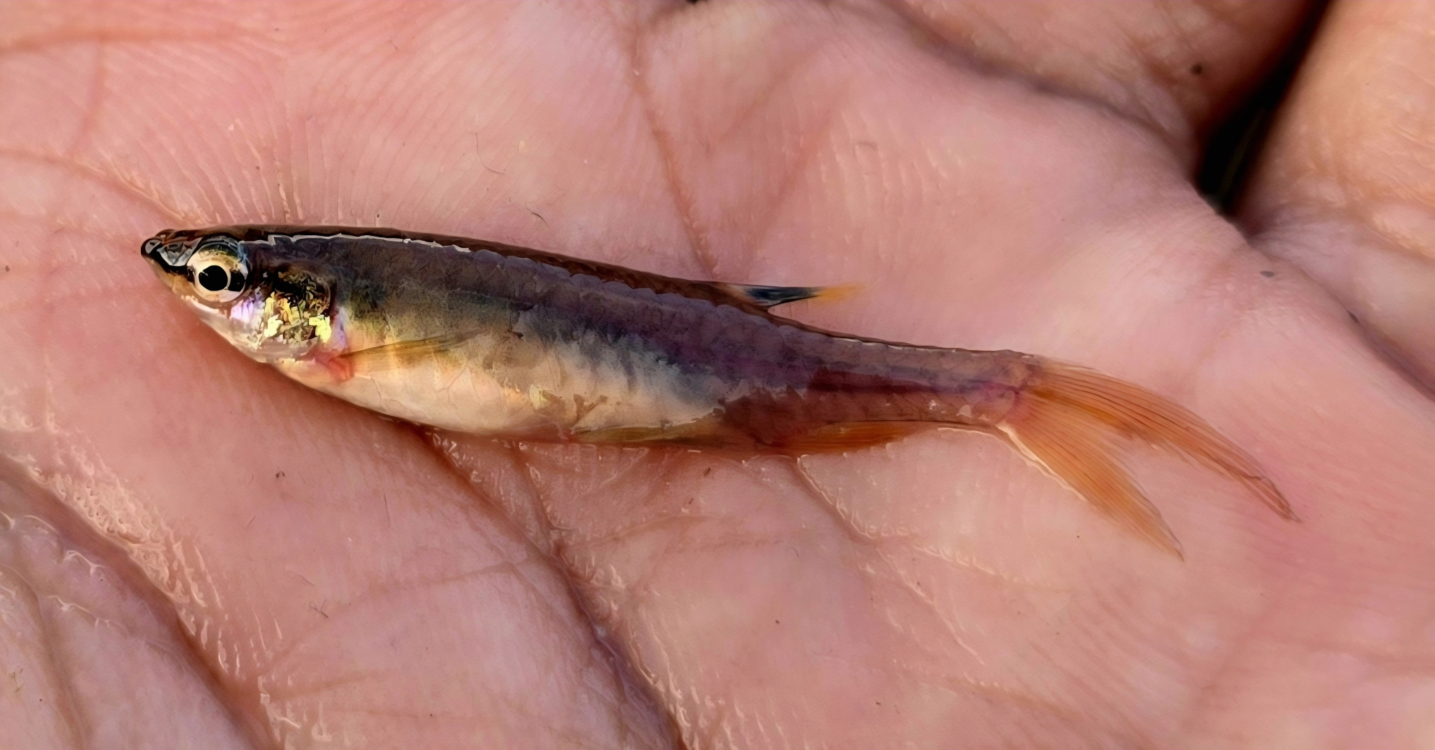溅水鱼（Copella arnoldi）