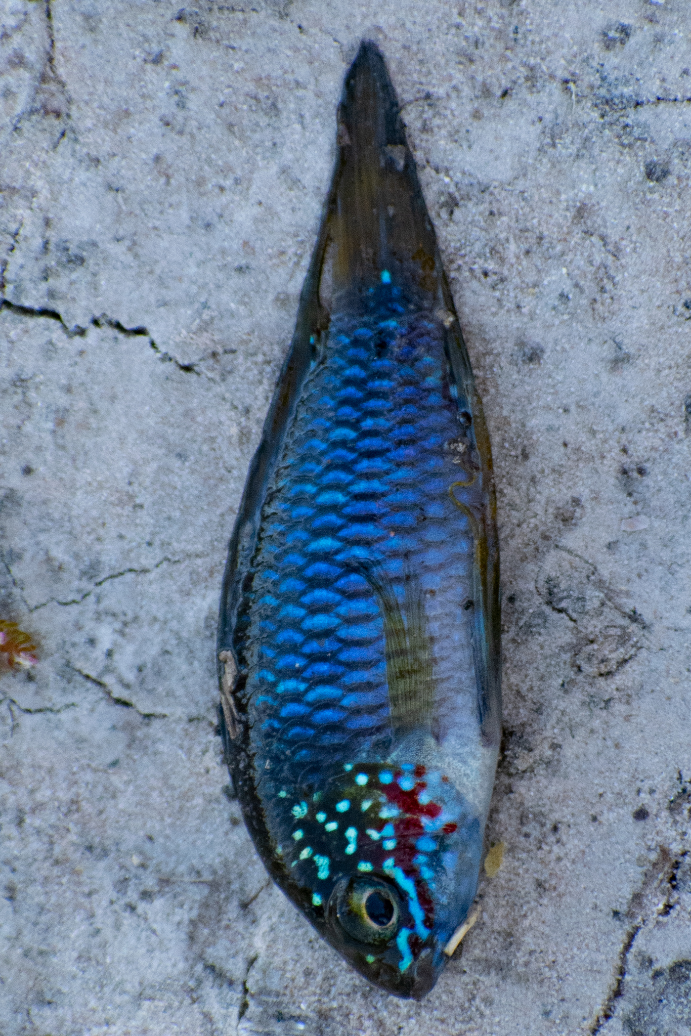 波氏短鲷（Apistogramma borellii）