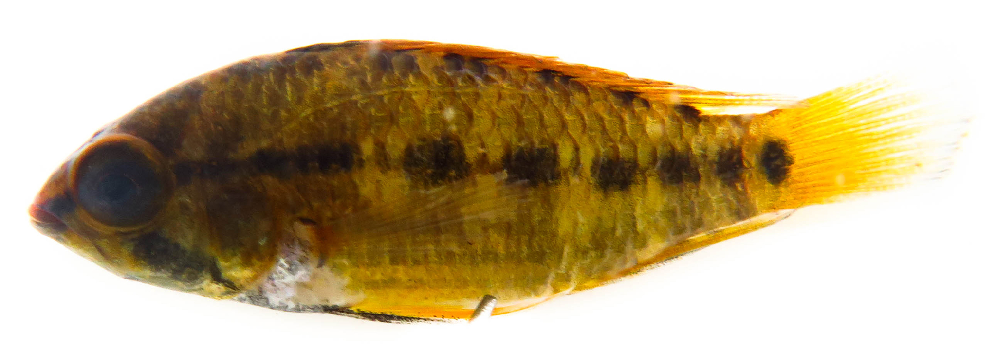 马克短鲷（Apistogramma macmasteri）
